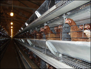 Отечественные птицефабрики должны занять 85% российского рынка
